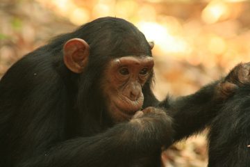Chimpanzee at Gombe Streams