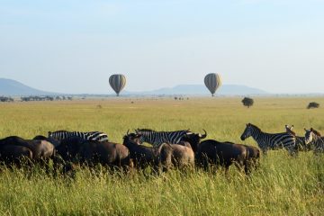 Balloons over the Migration