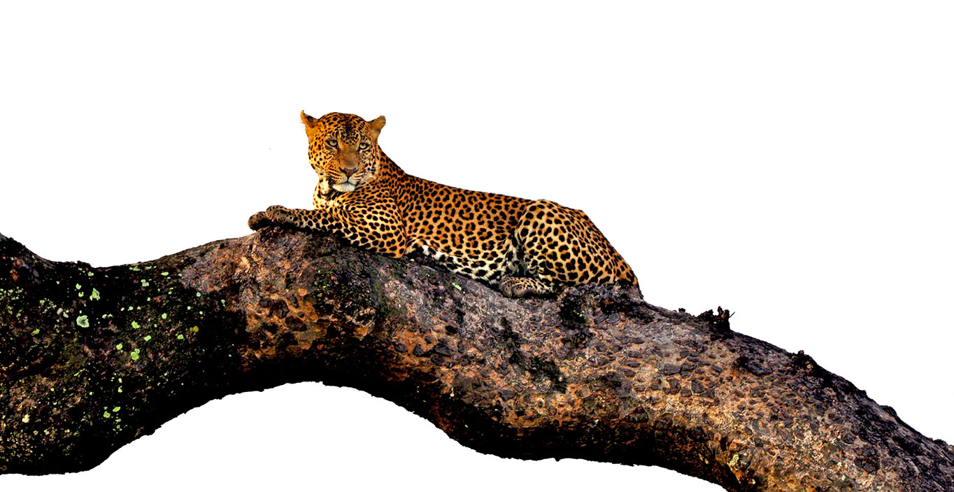 Leopard
