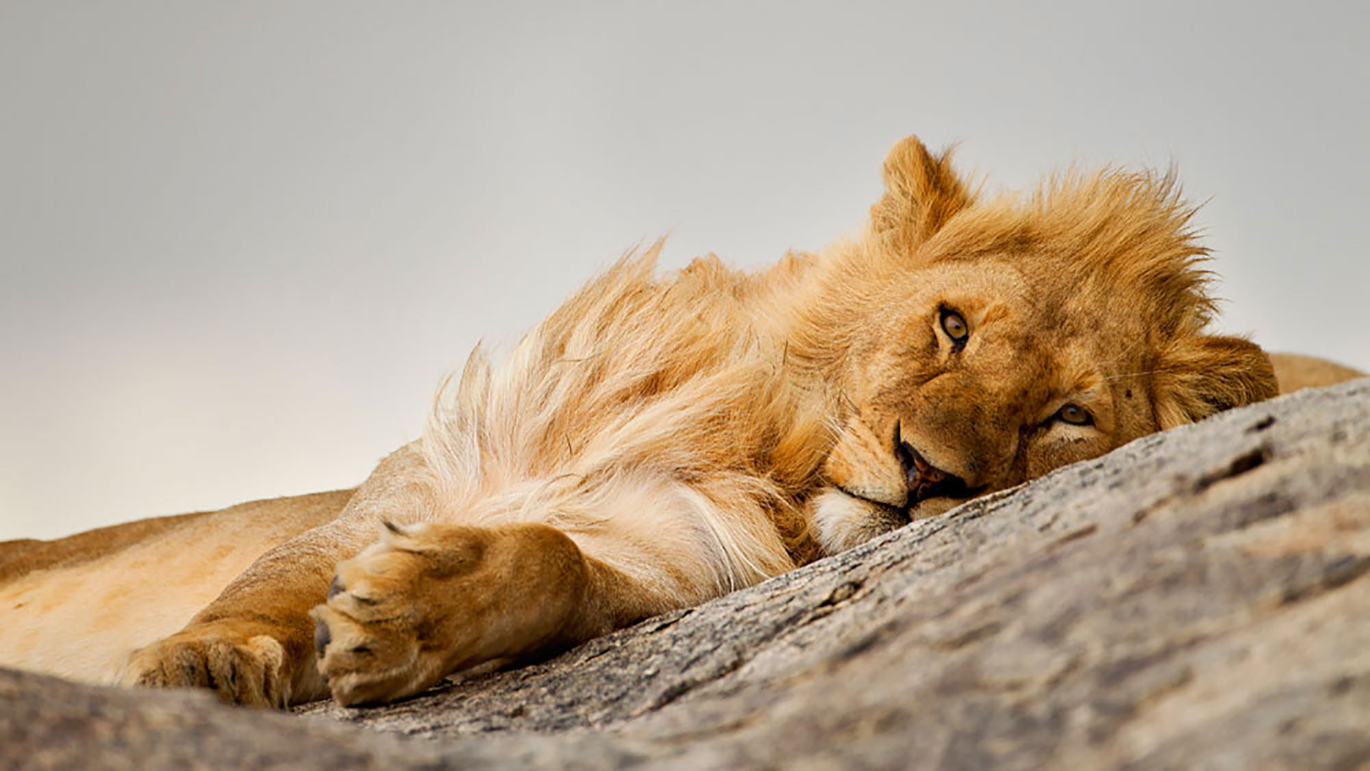 Sleeping Lion
