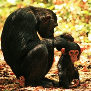 Chimpanzees Western Tanzania