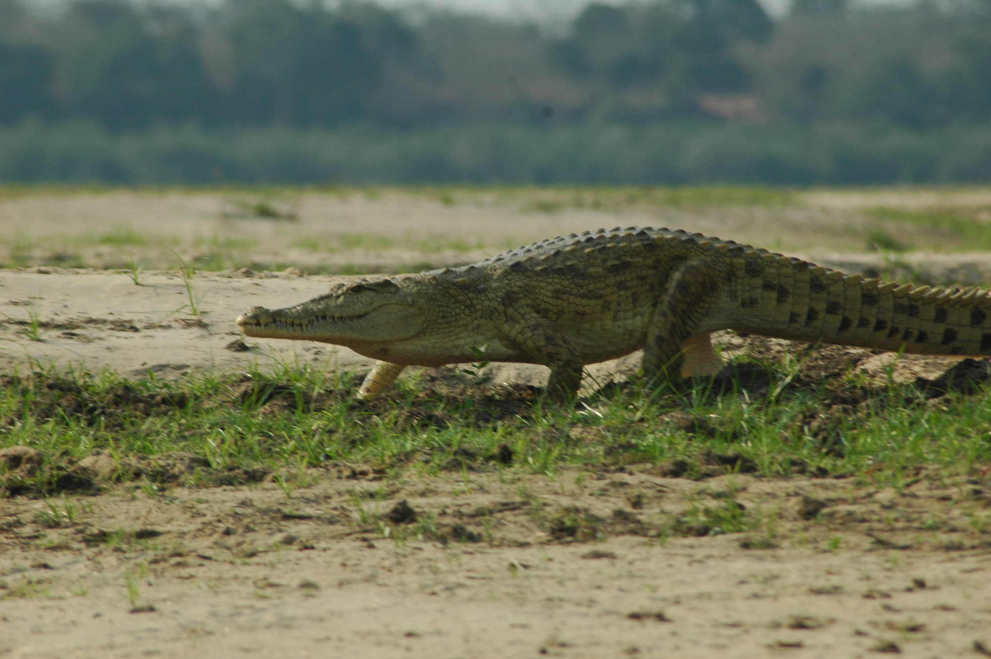 Selous Crocodile