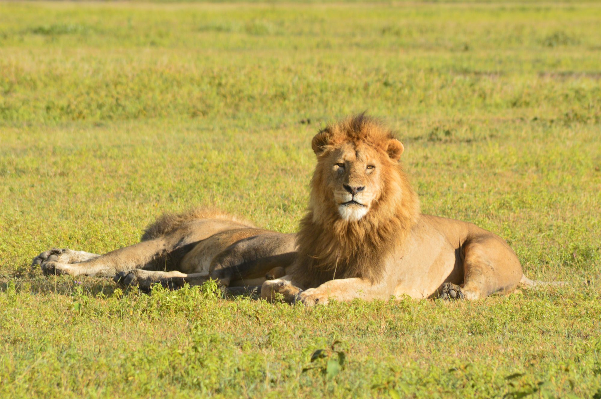 Ngorongoro Lions