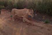 Scouts on safari - lioness