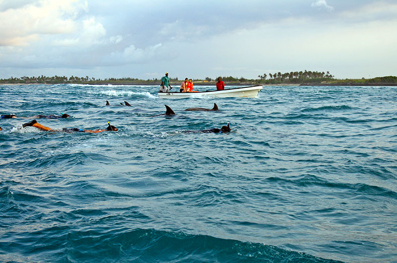 Dolphin Swimming Zanzibar
