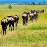 Wildebeest Serengeti