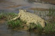Crocodile, Ruaha National Park