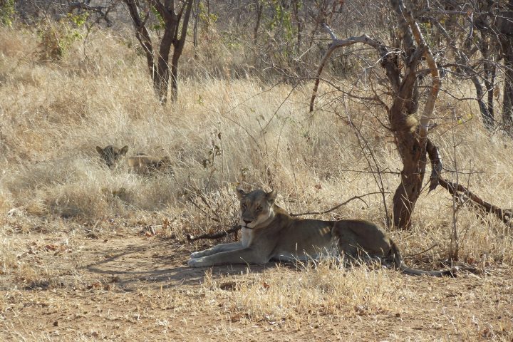 Lioness and cub Ruaha National Park