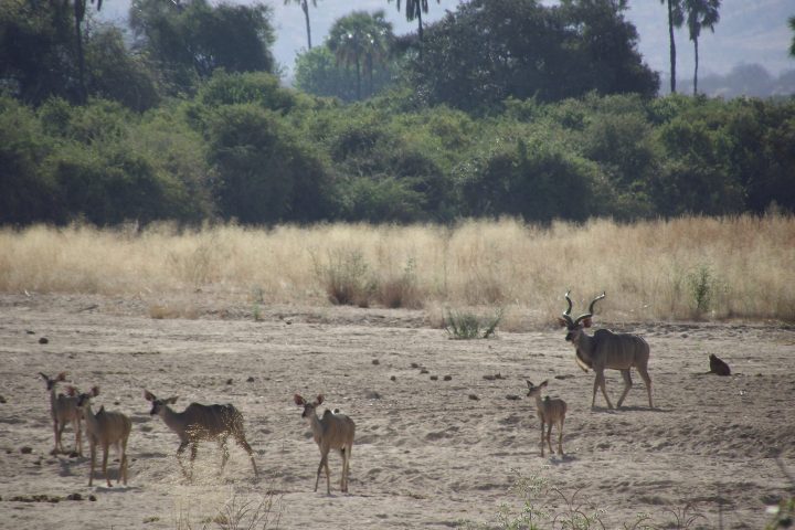 Kudu on the Mwagusi sand River
