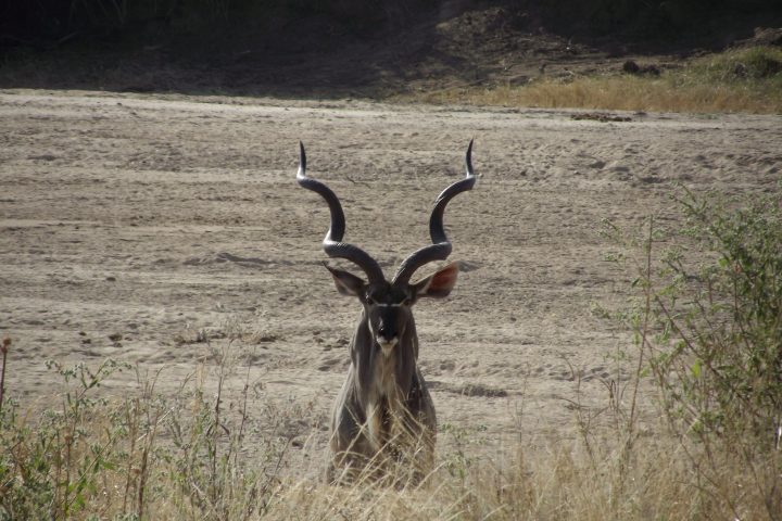Kudu Ruaha National Park