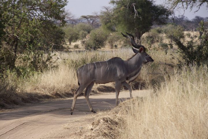 Kudu Ruaha National Park