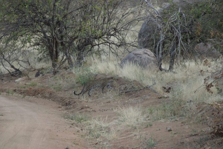Leopard crossing the road, Ruaha National Park