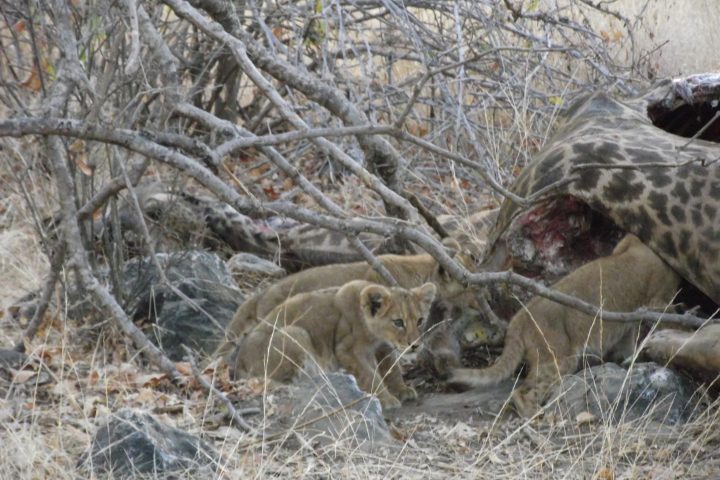 Lion cubs with giraffe kill