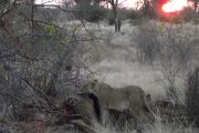 Lioness with giraffe kill