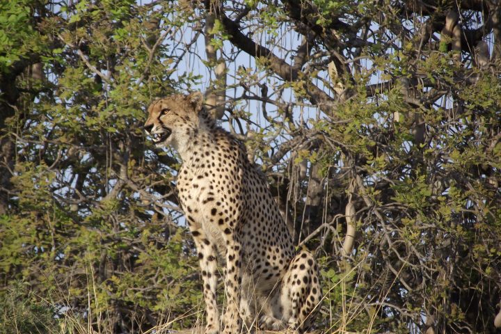 Cheetah Grinning Ruaha National Park