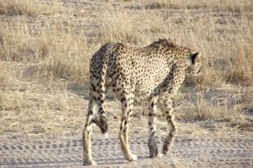 Cheetah, Ruaha National Park