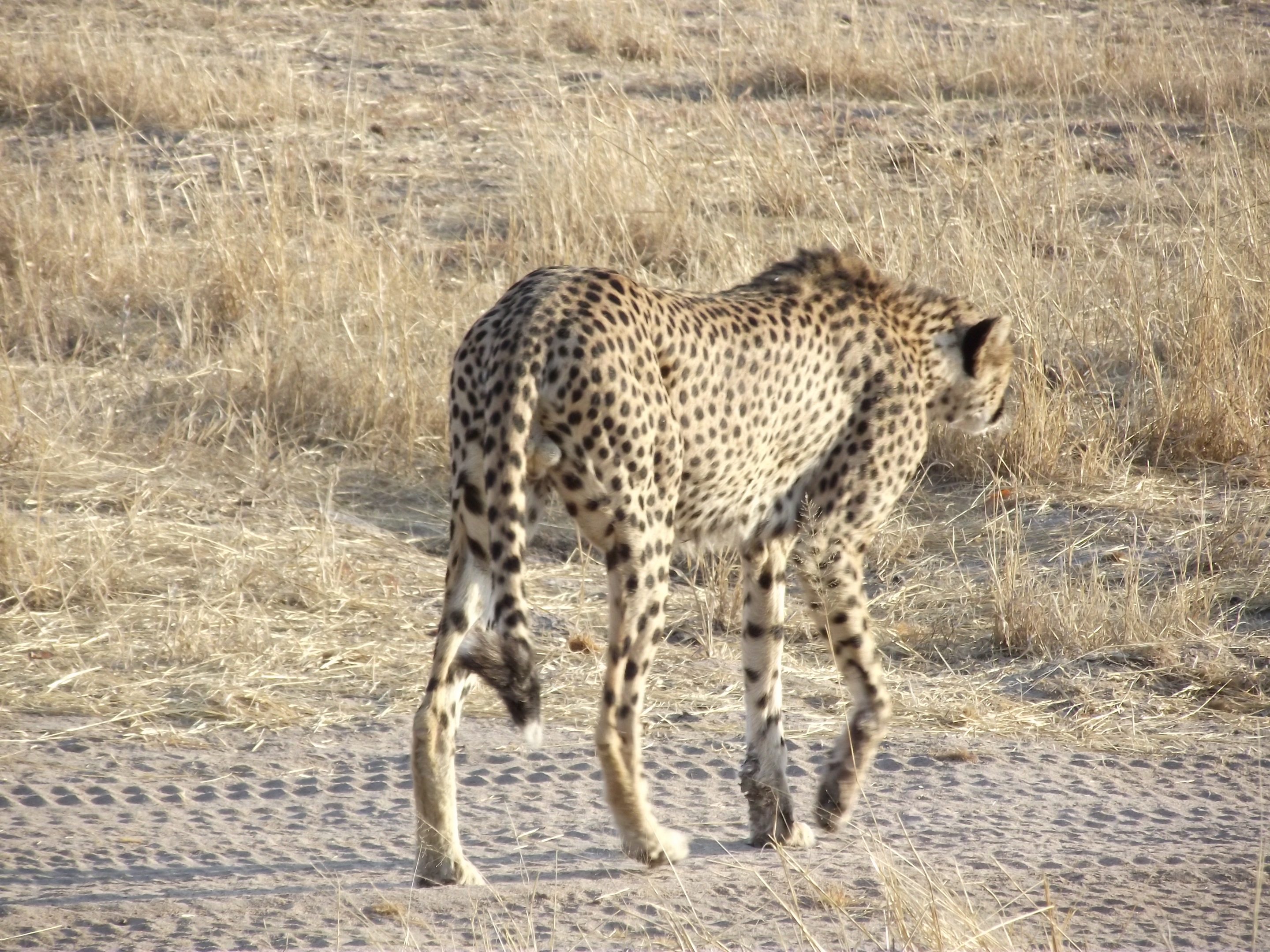 Cheetah, Ruaha National Park