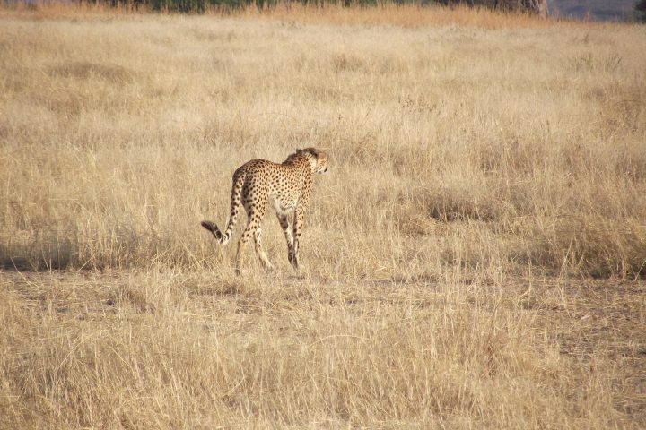 Cheetah Hunting Ruaha