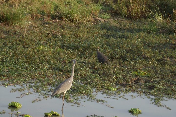 Birds In Mikumi National Park