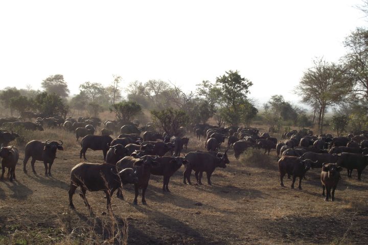 Buffalo herd in Mikumi National Park