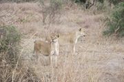 Lionesses hunting in Mikumi National Park