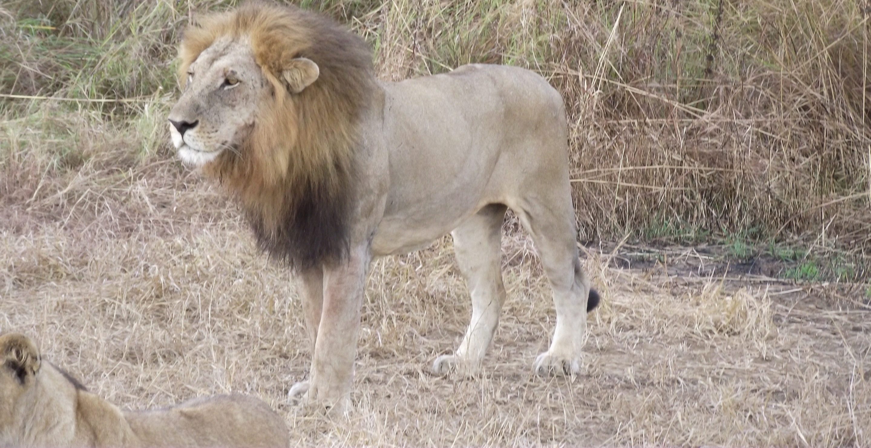 Mikumi National Park Male Lion