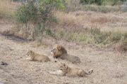 Lion Family Mikumi National Park