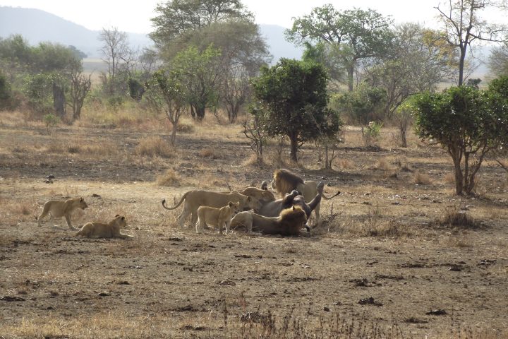 Mikumi National Park Lions Feeding