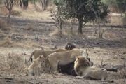 Mikumi Lions feeding