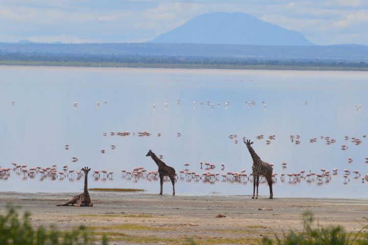 Giraffe before flamingos