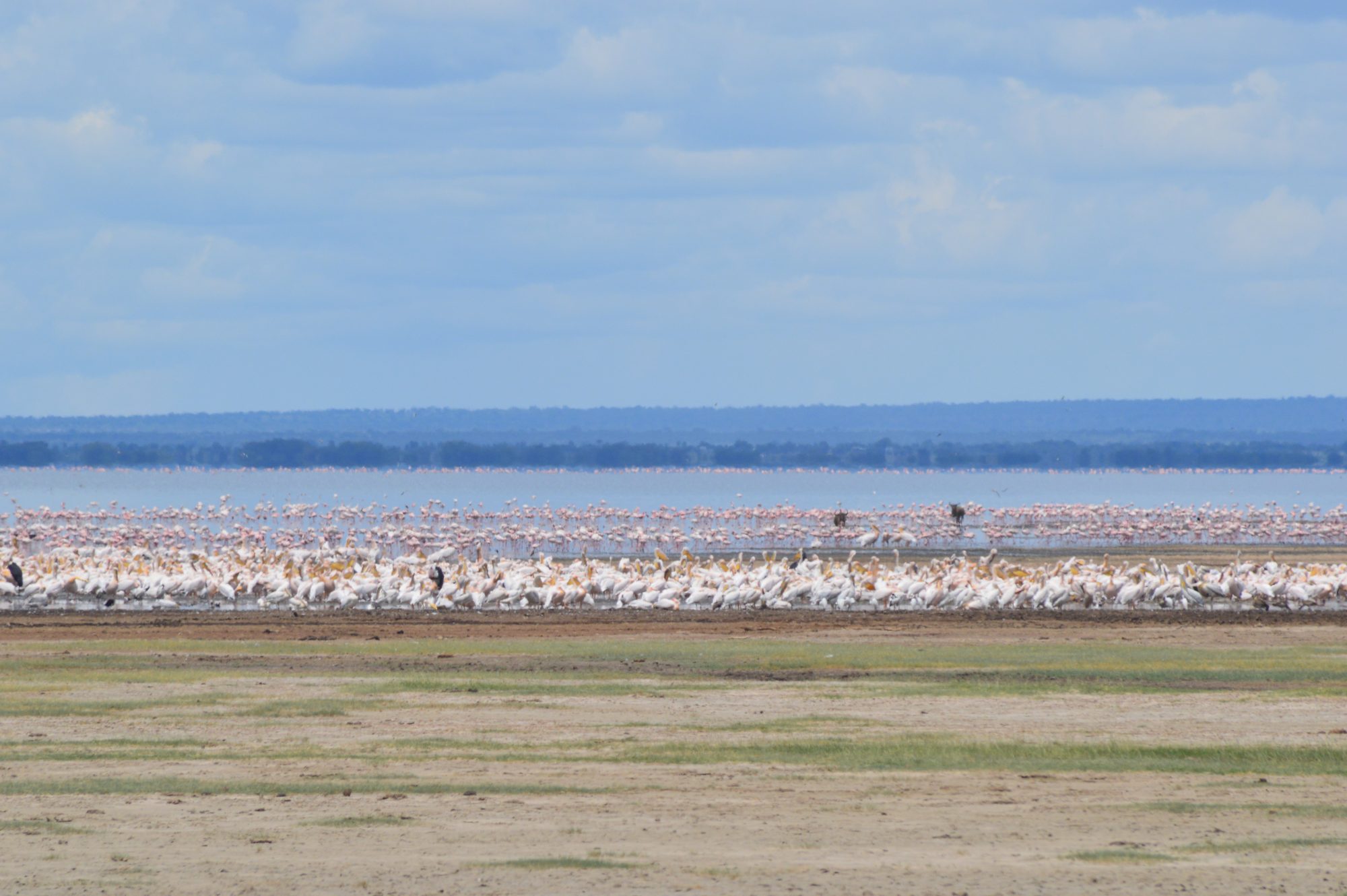 Birds on Lake Manyara