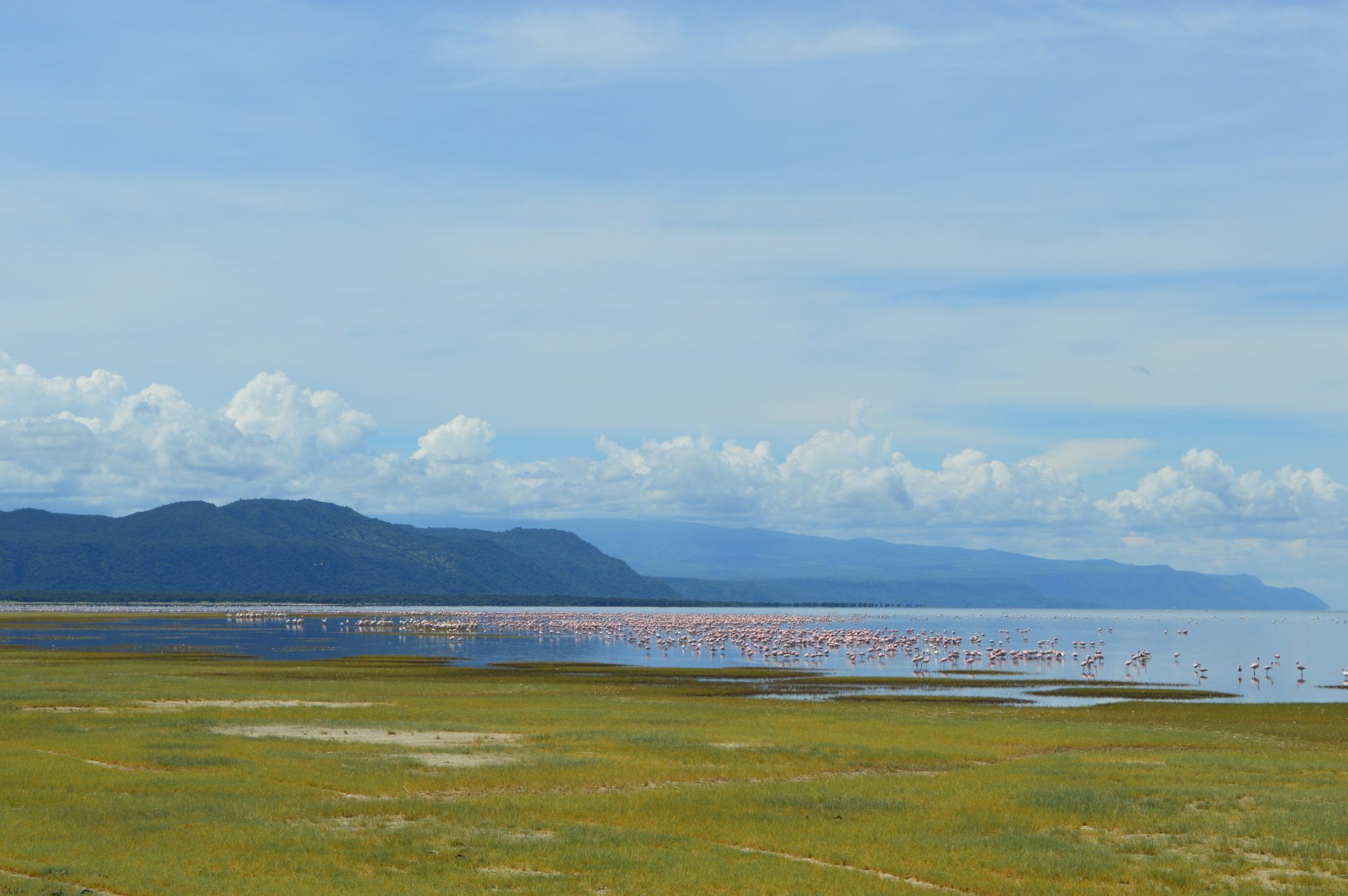 Flamingos on Lake Manyara