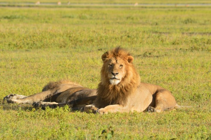 Lions in Ngorongoro Crater