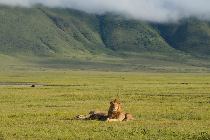 Lions below Ngorongoro Crater wall
