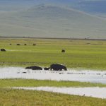 Hippo with baby Ngorongoro Crater
