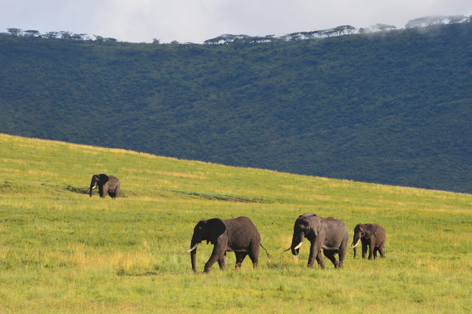 Elephants Ngorongoro Crater