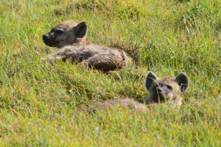 Hyenas Ngorongoro Crater
