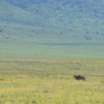 Ngorongoro Crater Eland