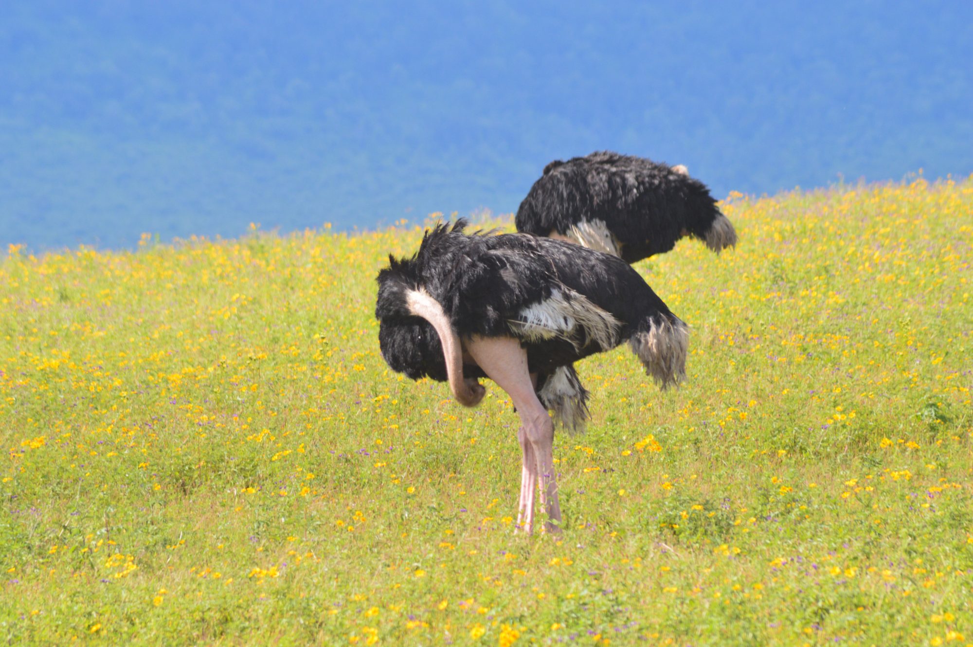 Ostriches in Ngorongoro Crater