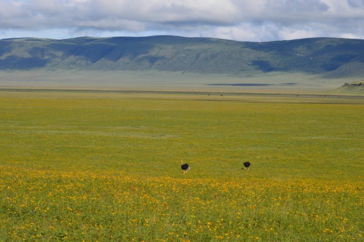 Ngorongoro Crater , flowers and ostriches