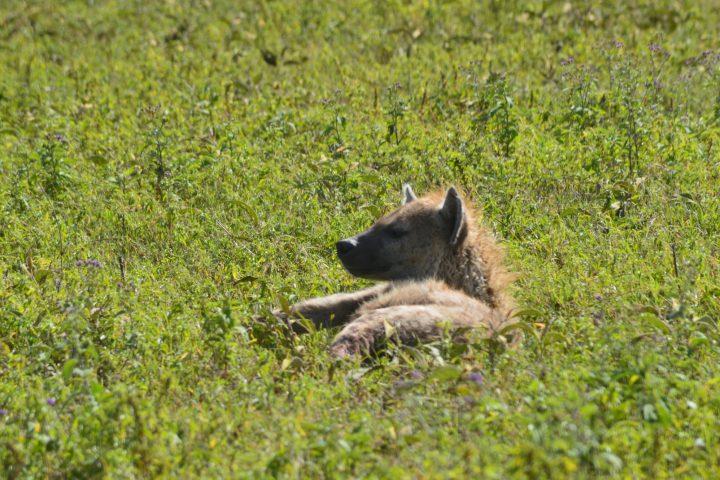 Ngorongoro Hyena