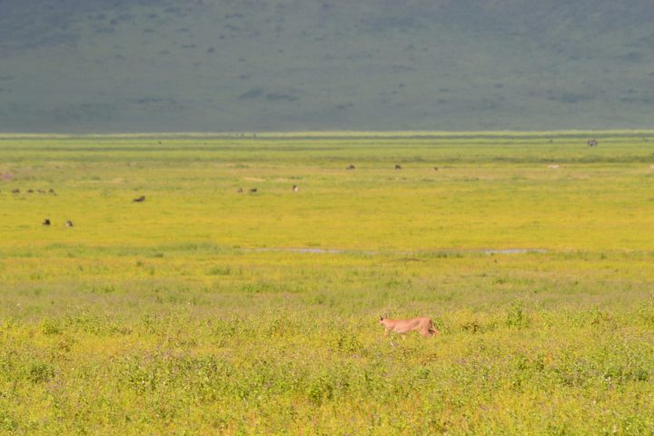 Ngorongoro Caracal