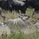 Zebra Dust Bath