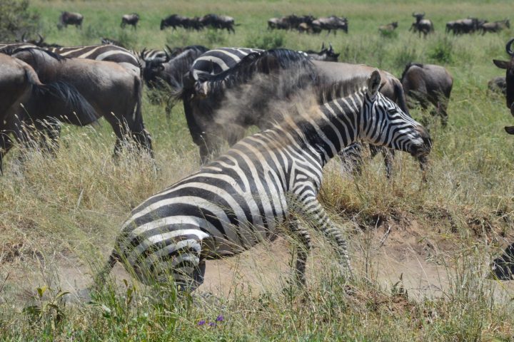 Zebra & Wildebeeste Migration Serengeti