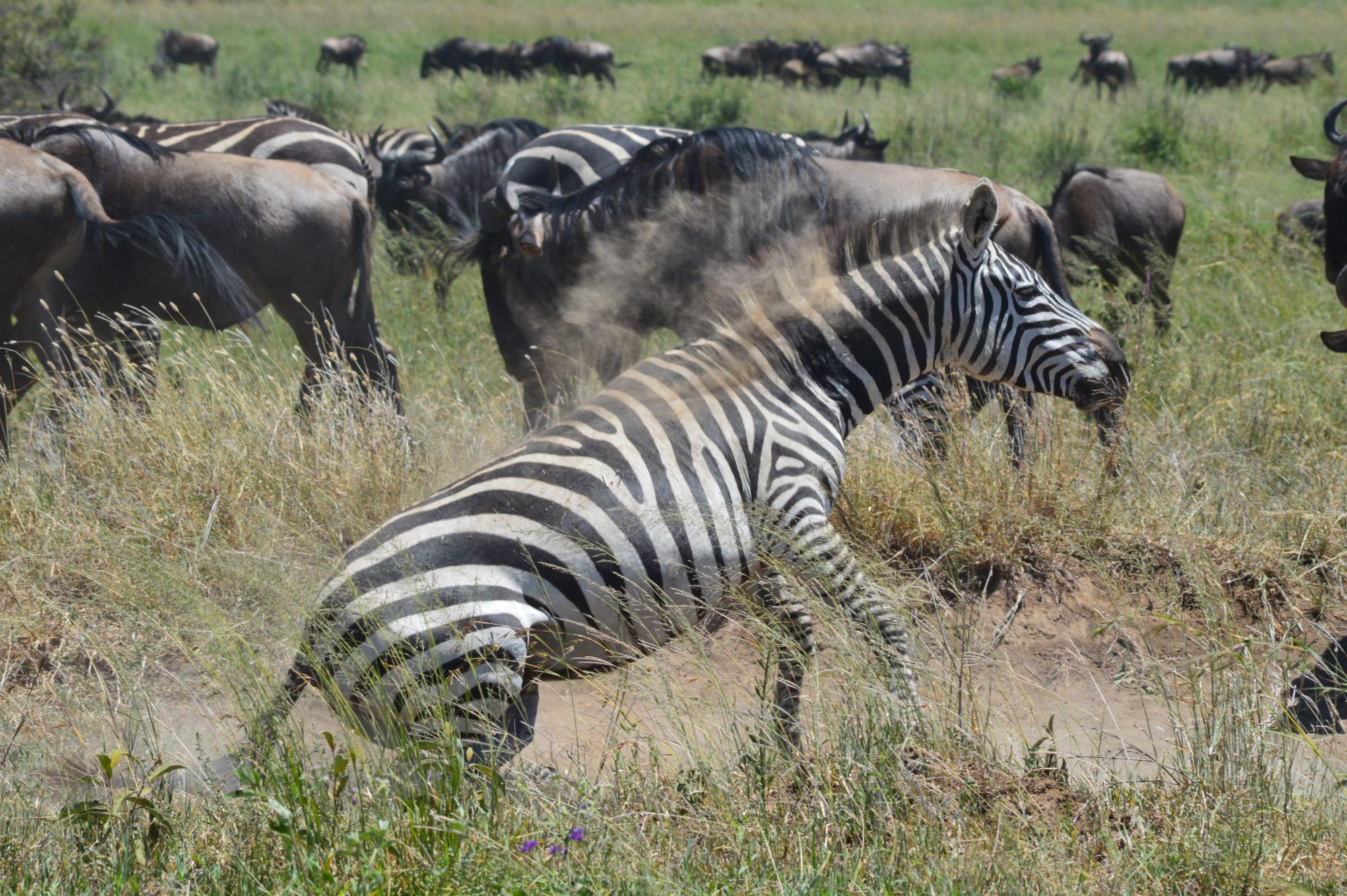 Zebra & Wildebeeste Migration Serengeti