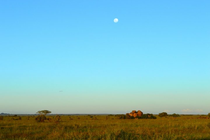 Serengeti Masai Kopjes