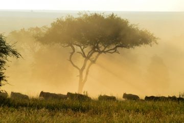Wildebeeste in the morning light