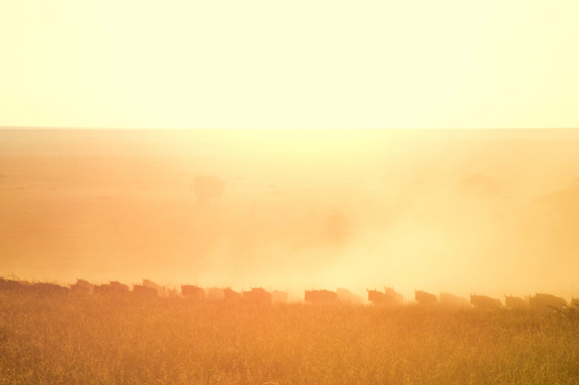 Wildebeeste Sunrise