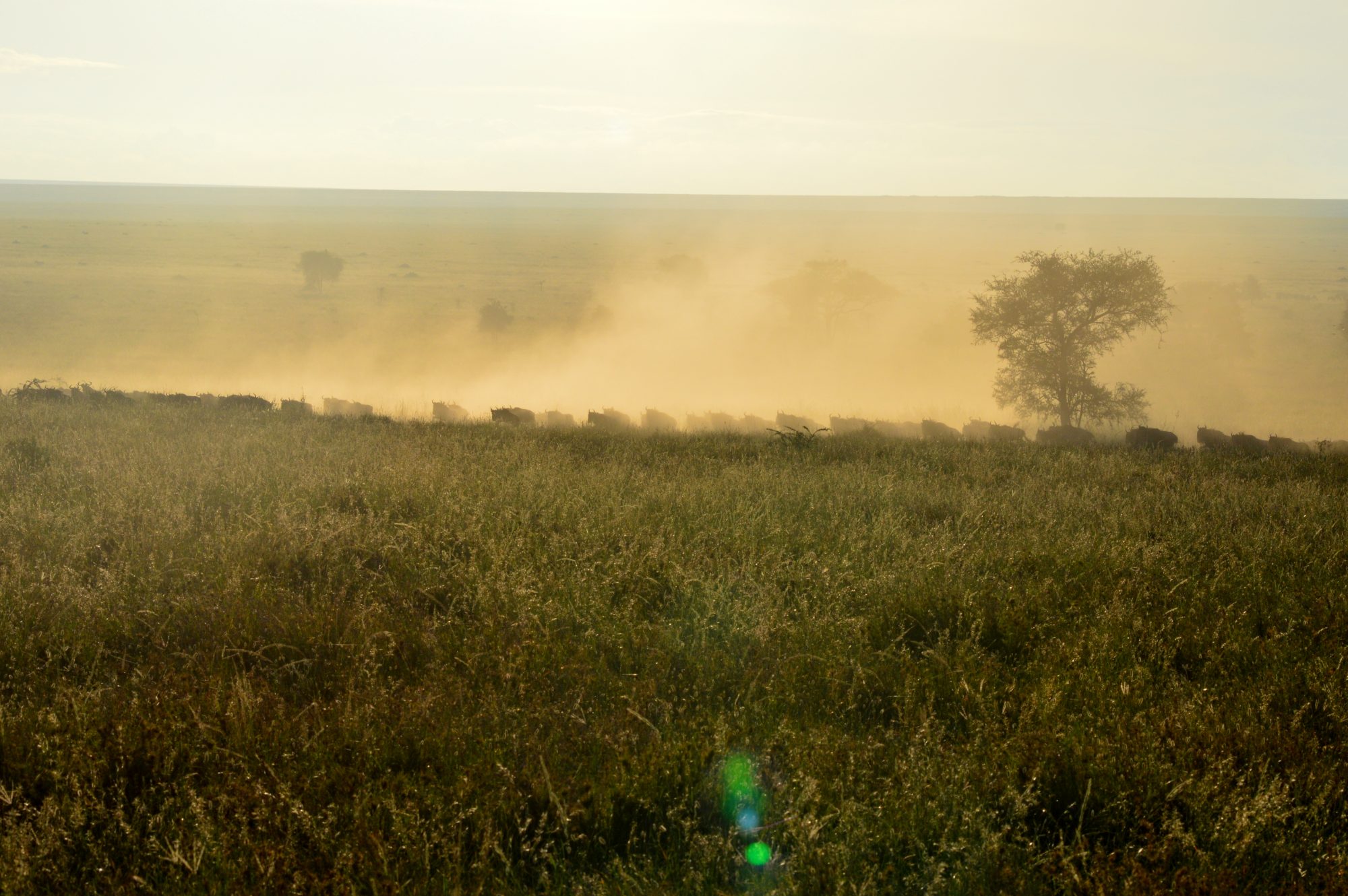 Wildebeaste migration morning dust...