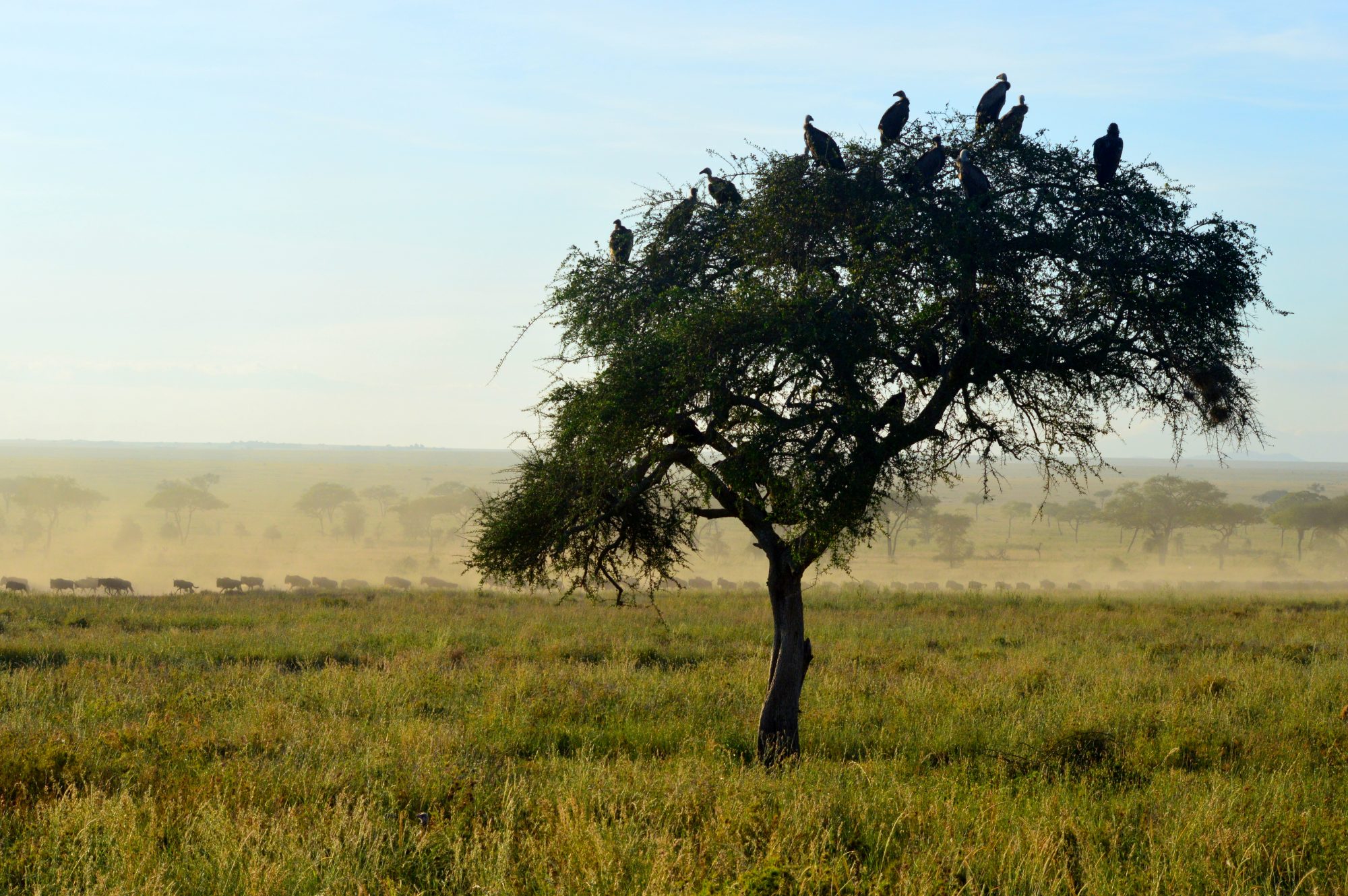 Vulture tree with migration background